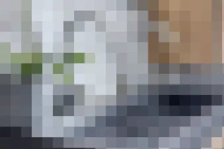 Meijerijhof 24 Helmond thumbnail 15