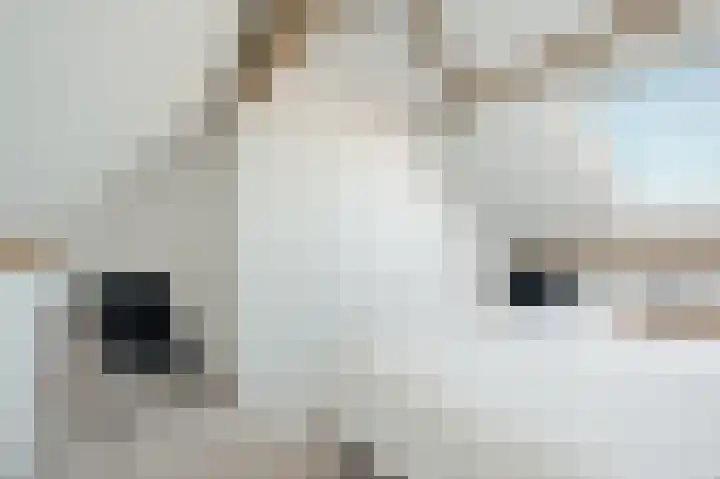 Meijgraaf 13 Schijndel thumbnail 36