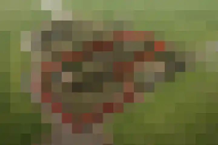 Meilahuzen 9 Easterein