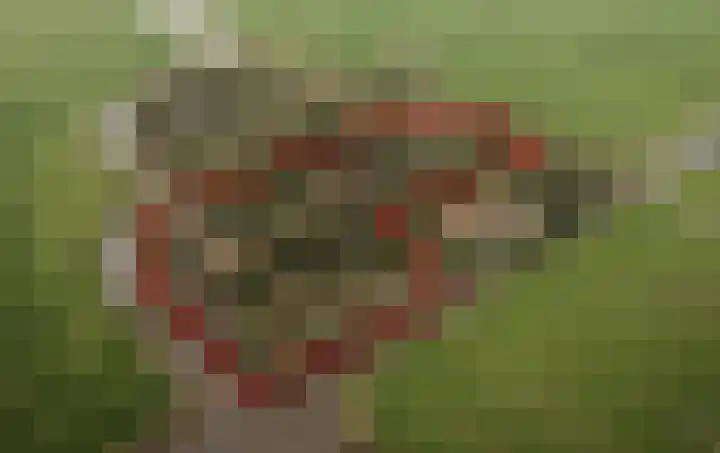 Meilahuzen 9 Easterein thumbnail 33