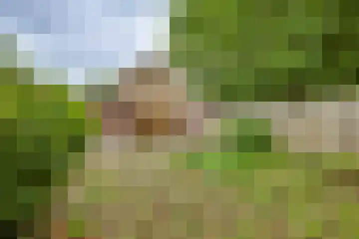 Melde 7 Kampen thumbnail 24
