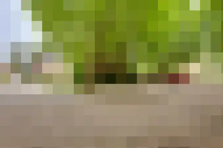 Melde 7 Kampen thumbnail 7