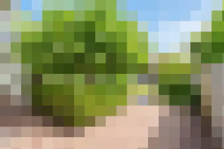 Melisse 1 Hoogkarspel thumbnail 45