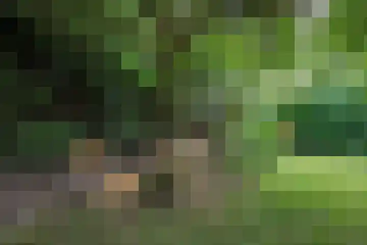 Melisse 14 Rutten thumbnail 43