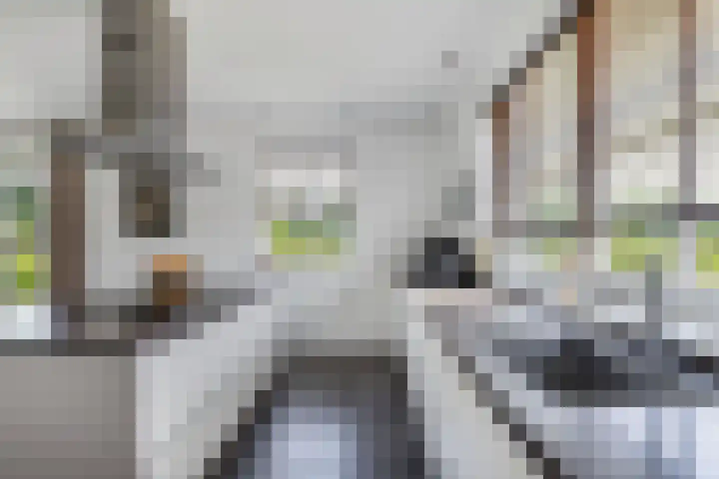 Melisse 29 Rutten thumbnail 21