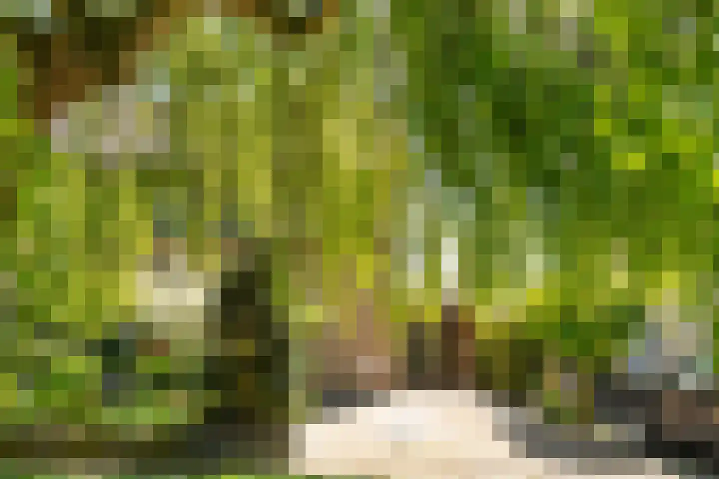 Melisse 34 Raalte thumbnail 4