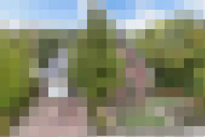 Melisse 35 Rutten thumbnail 10