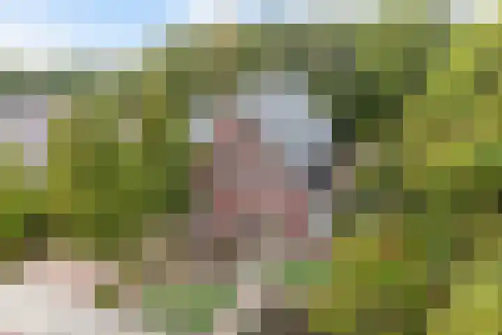 Melisse 35 Rutten thumbnail 12