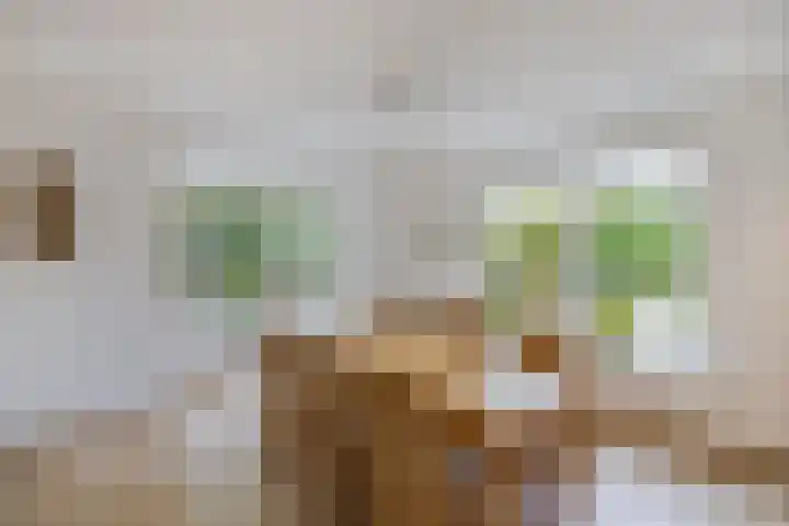 Melisse 35 Rutten thumbnail 30