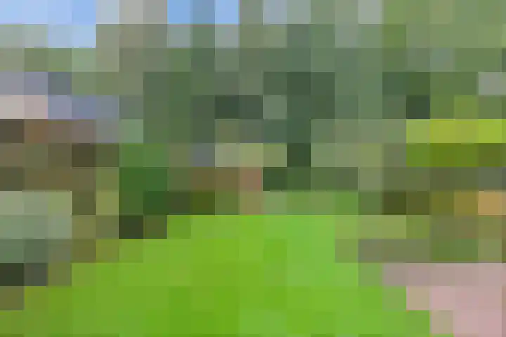Melisse 35 Rutten thumbnail 36