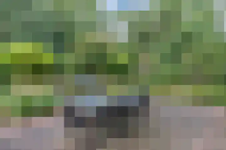 Melisse 35 Rutten thumbnail 37