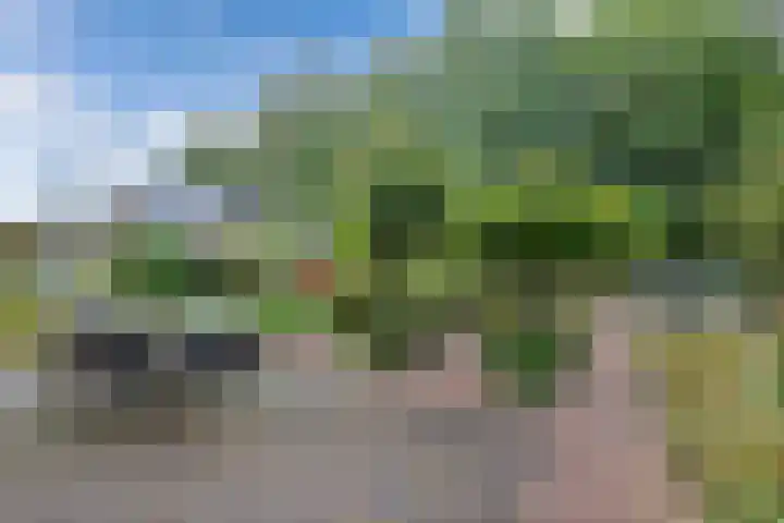 Melisse 35 Rutten thumbnail 38