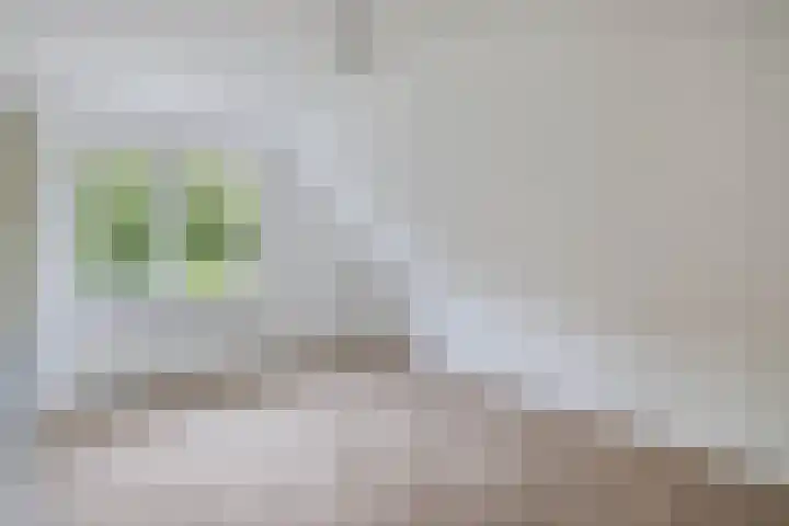 Melisse 35 Rutten thumbnail 55