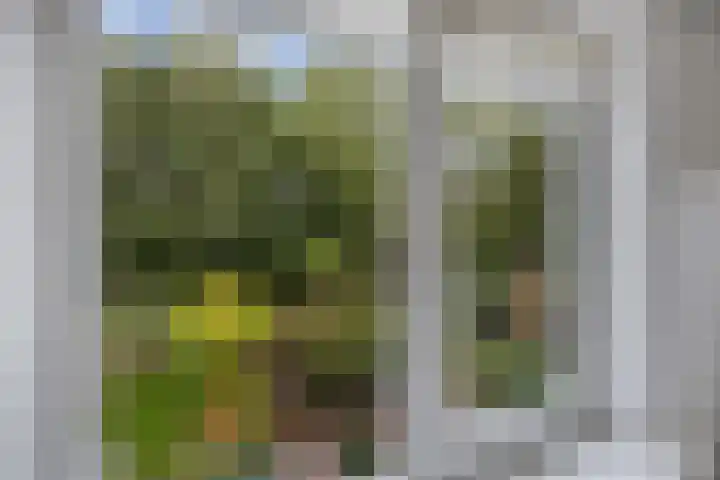 Melisse 35 Rutten thumbnail 58