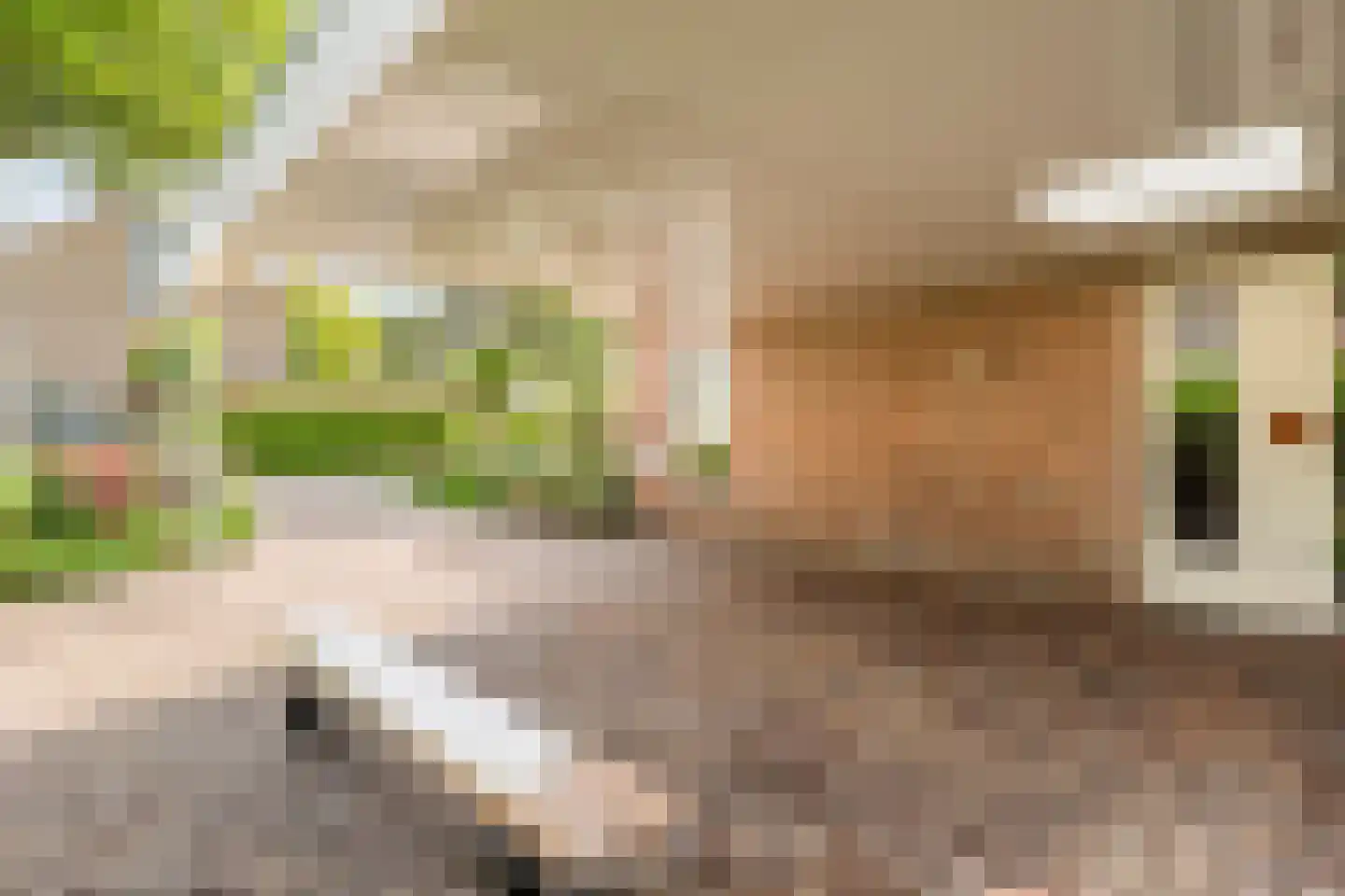 Melisse 5 Raalte thumbnail 10