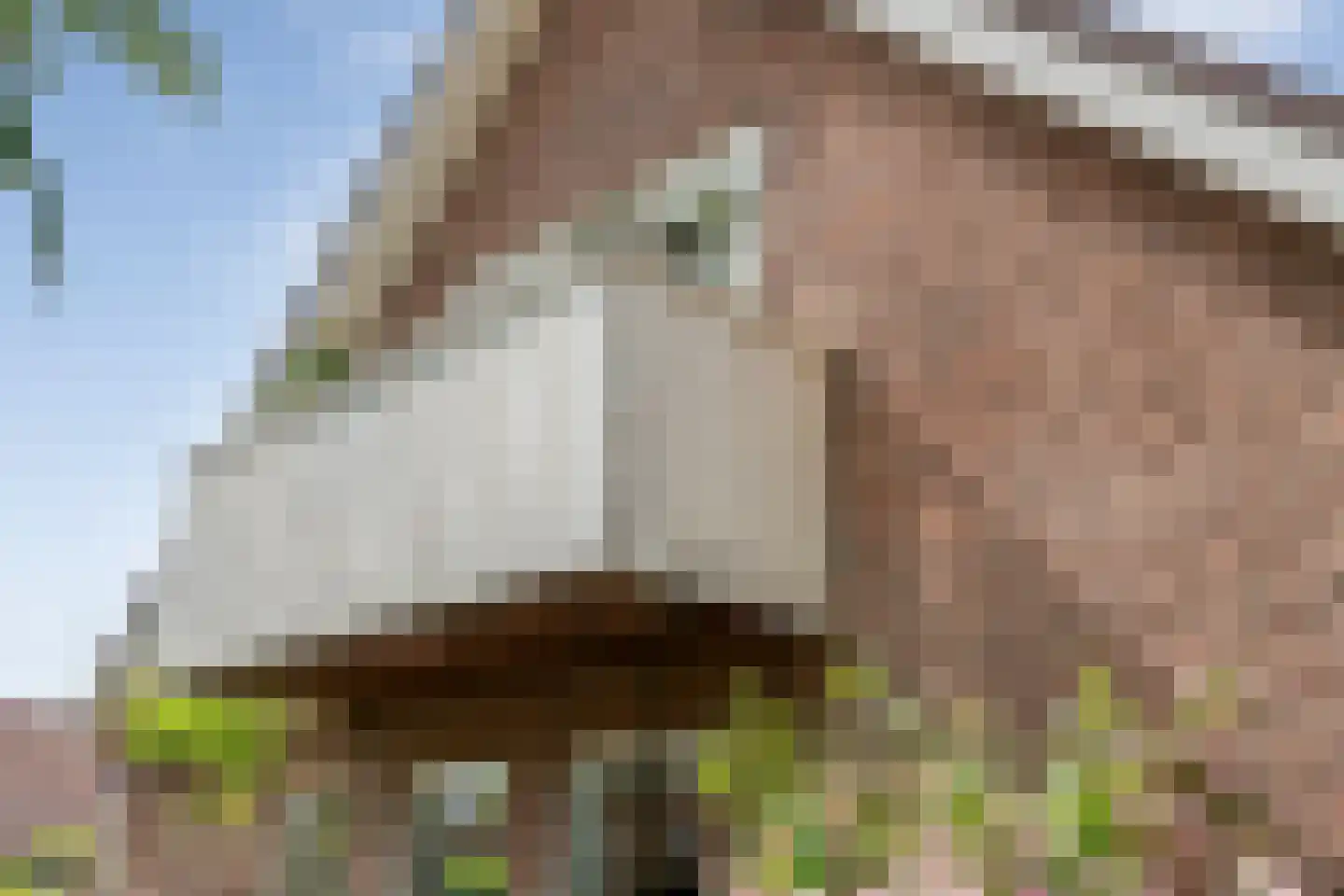Melisse 5 Raalte thumbnail 65