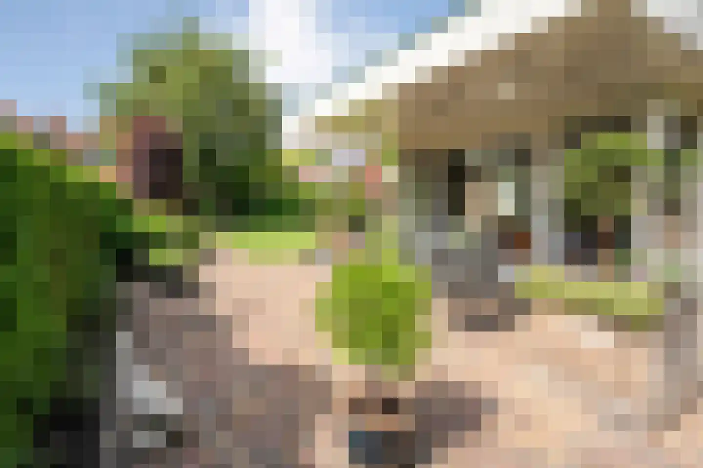 Melisse 5 Raalte thumbnail 69