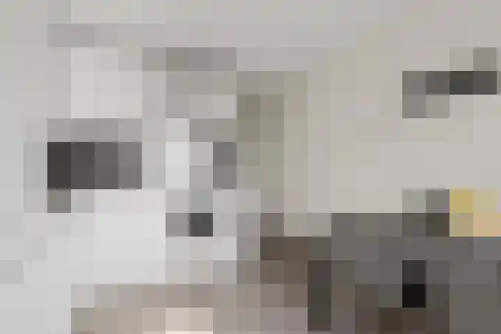 Melissekade 343 Utrecht thumbnail 10