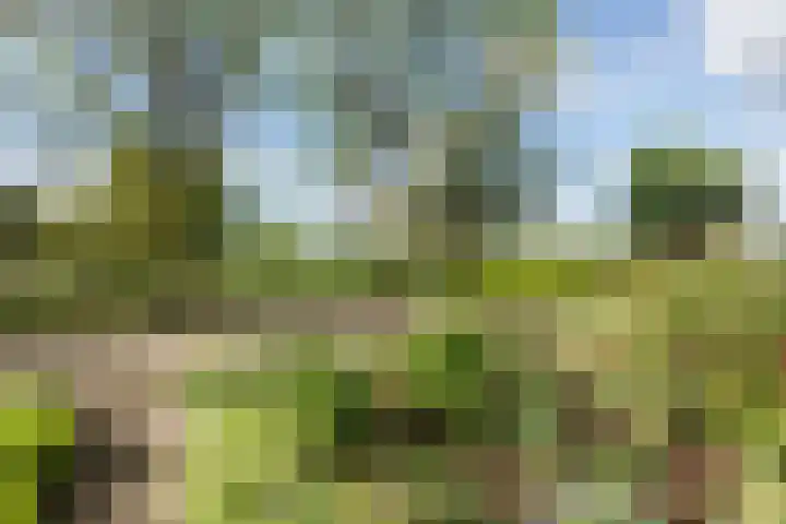 Melissepad 18 Zwolle thumbnail 42