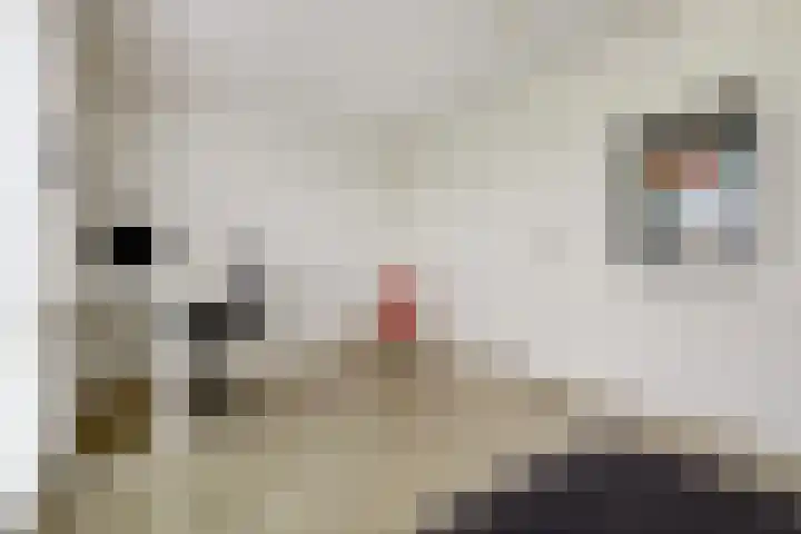 Melkbocht 25 Gouda thumbnail 31