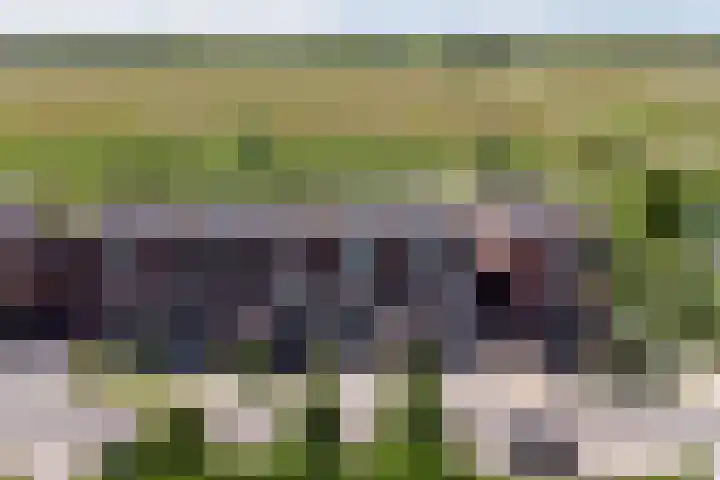 Melkbocht 25 Gouda thumbnail 44