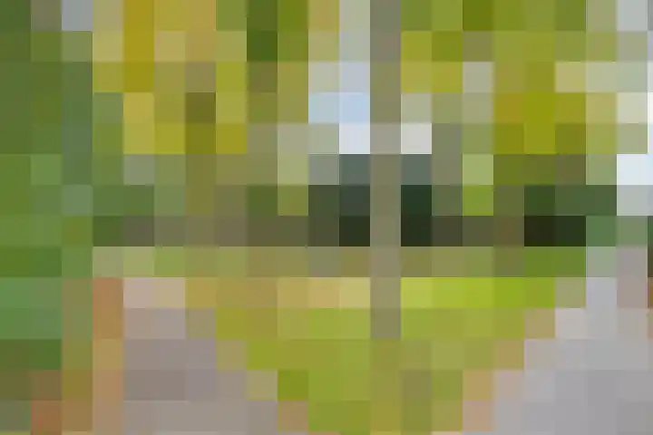 Melkpad 221 Zeeland thumbnail 42