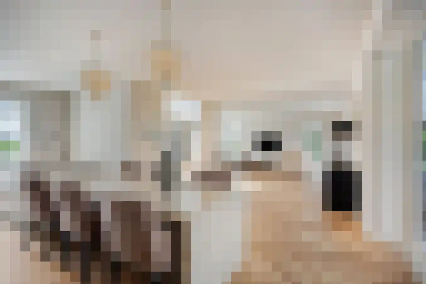 Melkveeweg 2 Middenbeemster thumbnail 49