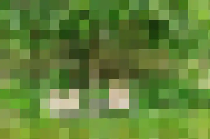 Mellenakkerweg 3 Weert thumbnail 59