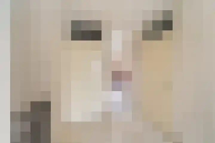 Meloengeel 13 Zoetermeer thumbnail 29