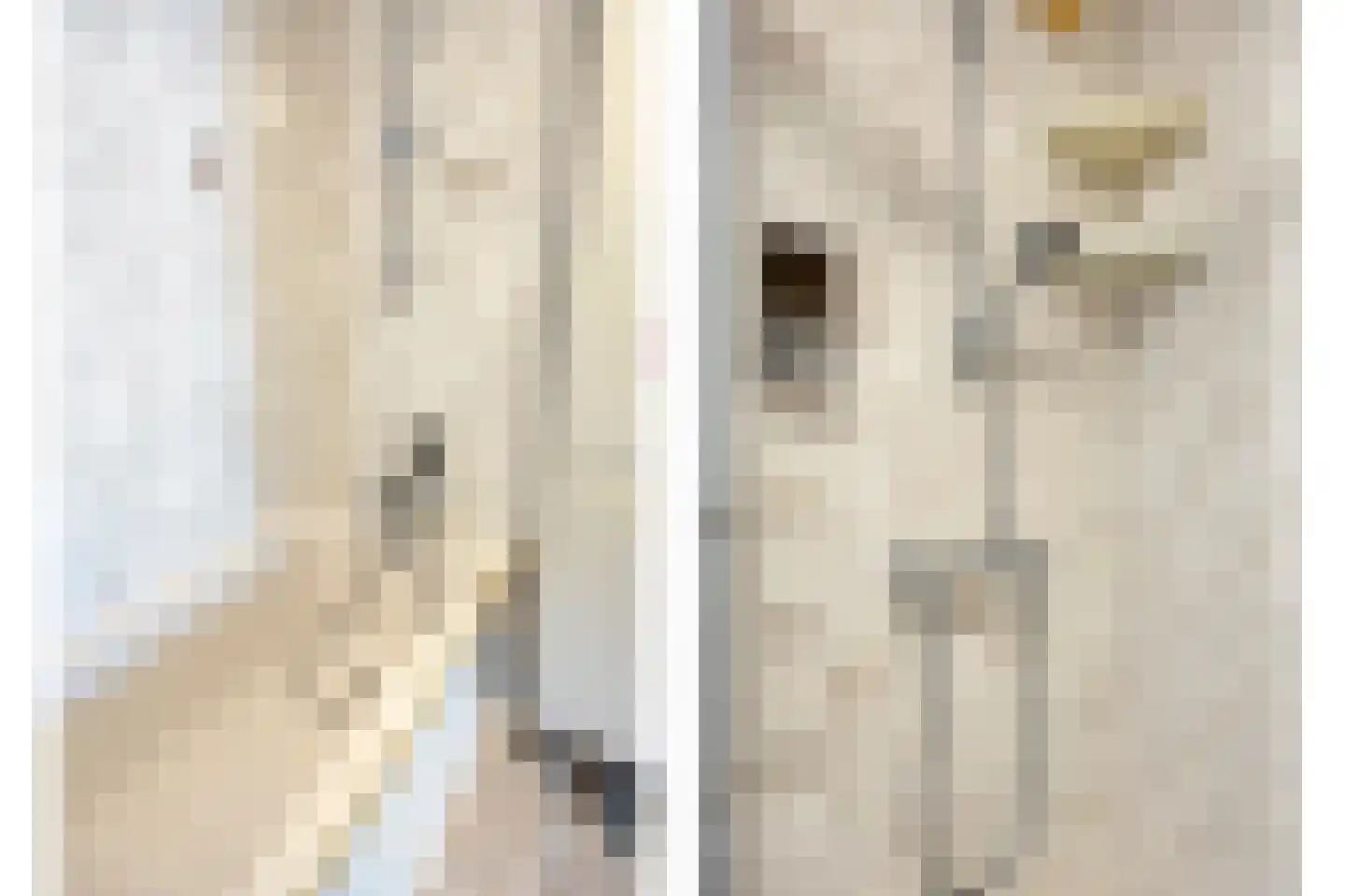 Meloengeel 2 Zoetermeer thumbnail 24