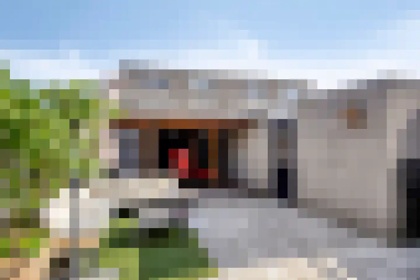Meloengeel 2 Zoetermeer thumbnail 38