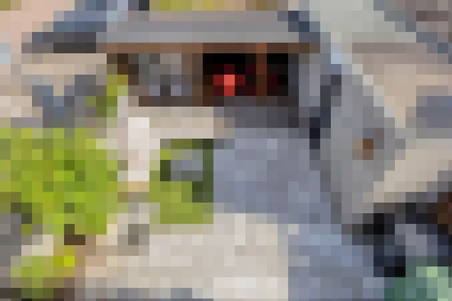 Meloengeel 2 Zoetermeer thumbnail 42