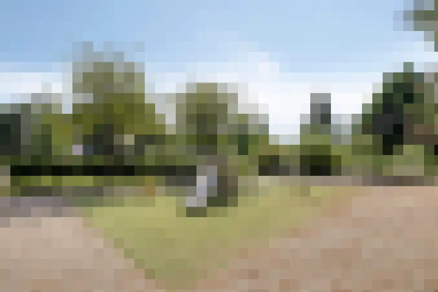 Meloengeel 2 Zoetermeer thumbnail 47