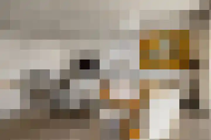 Memlinghof 19 Krimpen aan den IJssel thumbnail 20