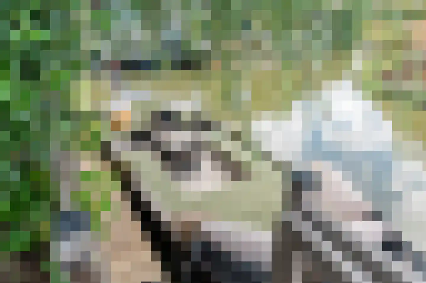 Menagerie 1 Rijswijk thumbnail 15
