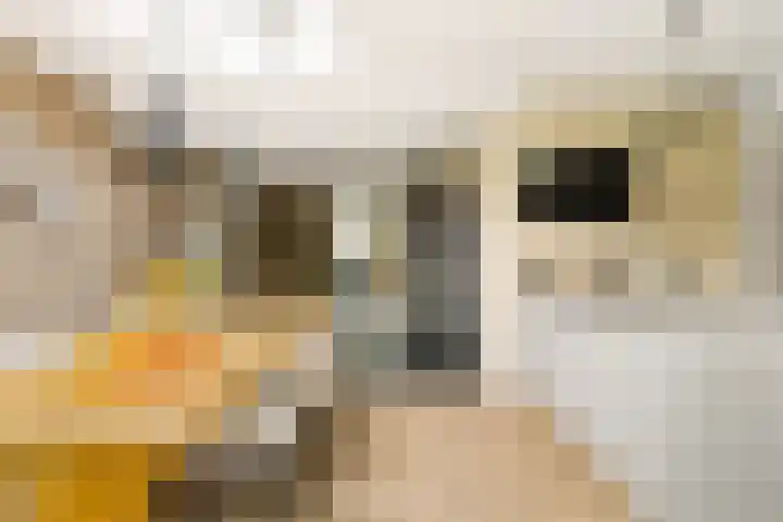 Menamerdyk 7 Bitgummole thumbnail 35