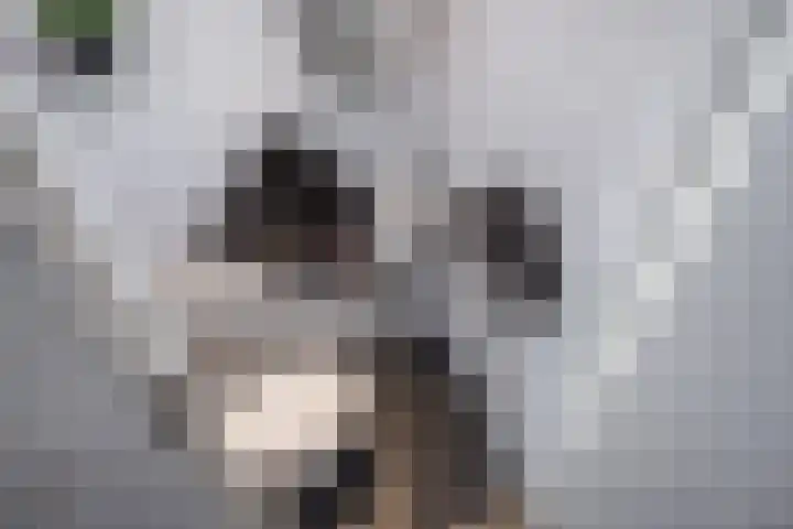Mendelssohnrode 30 Zoetermeer thumbnail 18