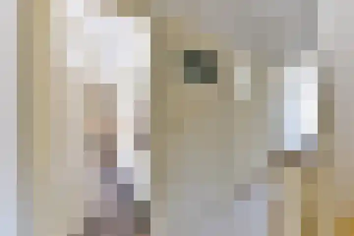 Mendelssohnstraat 68 Utrecht thumbnail 25
