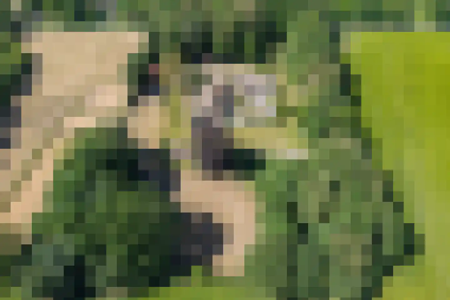 Mennistensteeg 6 Dalfsen thumbnail 92