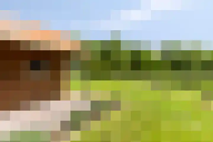 Mensingeweersterweg 4 A Eenrum thumbnail 33