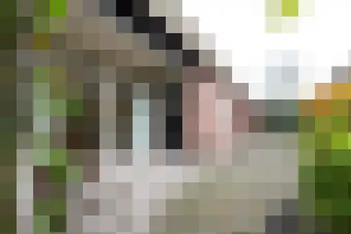 Menso Fockemalaan 1 Niekerk thumbnail 16