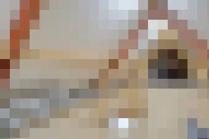 Meppelerweg 30 Ruinen thumbnail 42