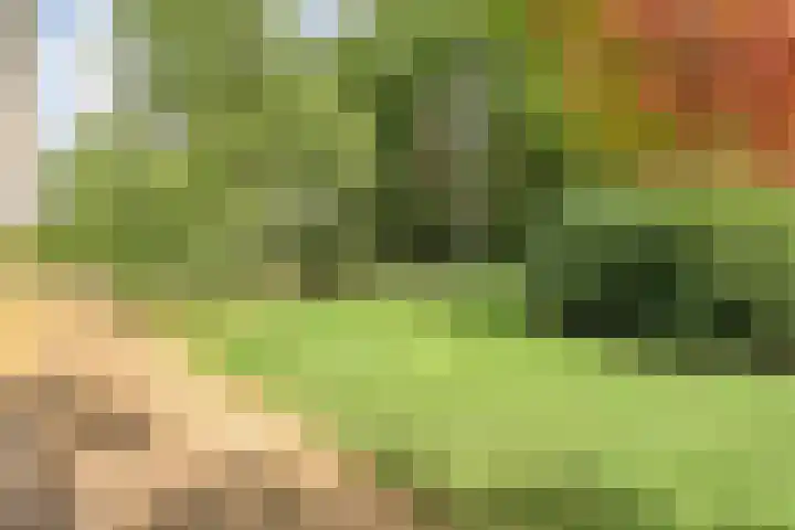 Meppelerweg 30 Ruinen thumbnail 51