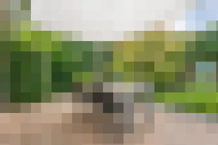 Meppelerweg 30 Ruinen thumbnail 57