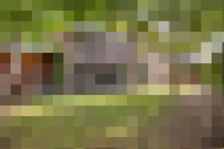 Meppelerweg 58 Steenwijk thumbnail 38