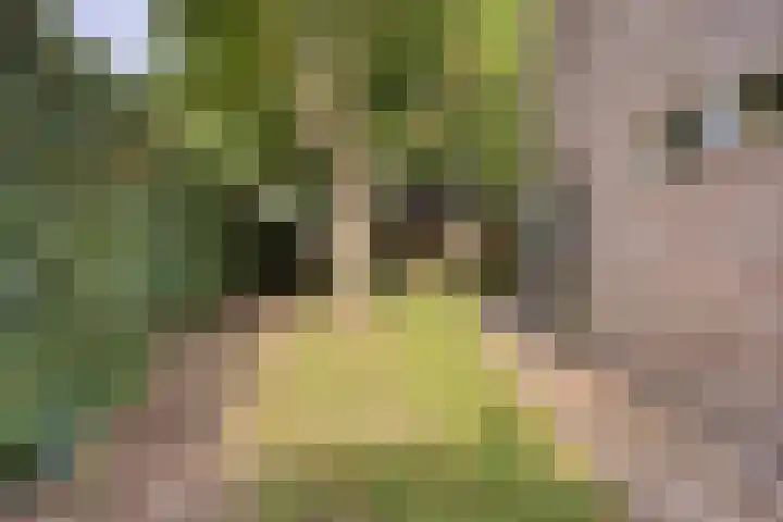 Meppelerweg 58 Steenwijk thumbnail 39