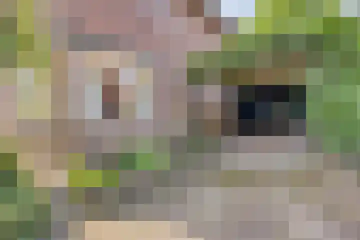 Meppelerweg 58 Steenwijk thumbnail 4