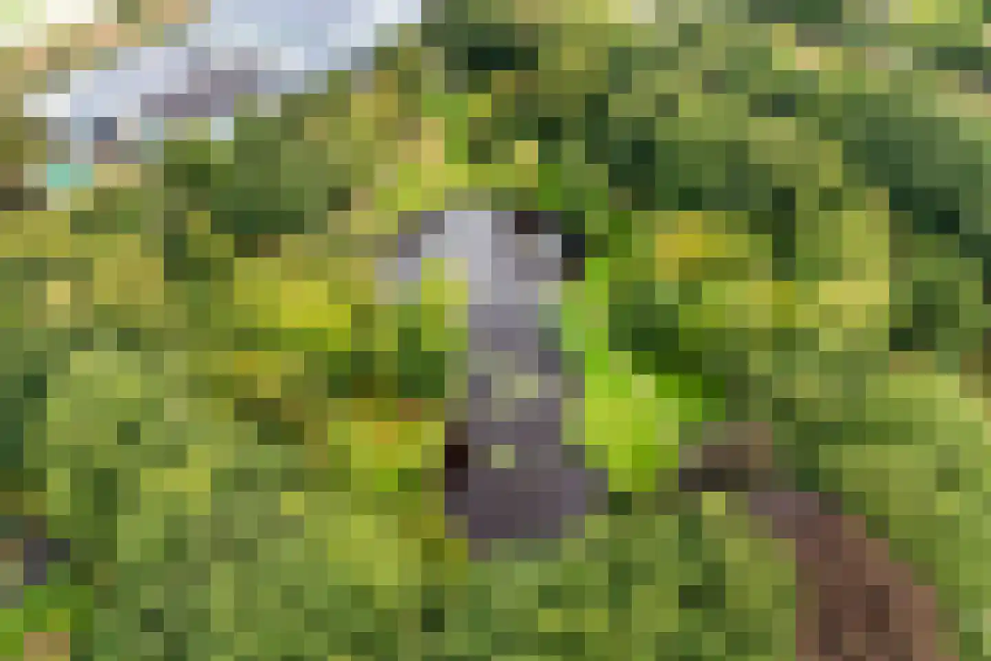 Meppelerweg 58 Steenwijk thumbnail 62