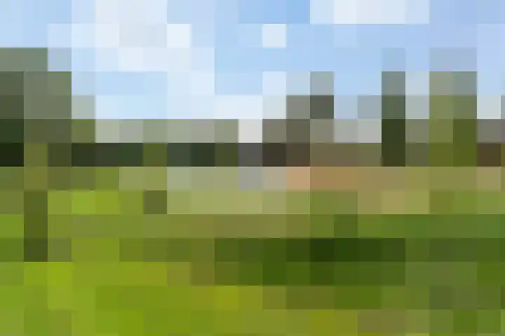 Merantihout 50 Barendrecht thumbnail 43