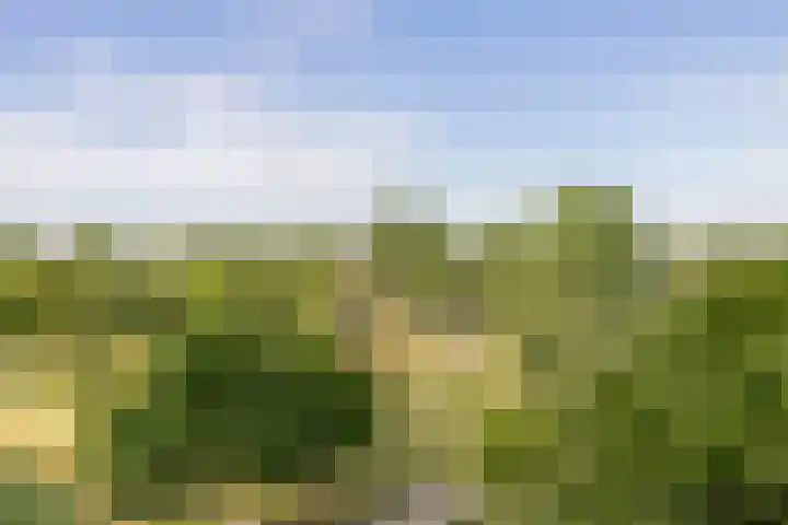 Merantihout 54 Barendrecht thumbnail 32